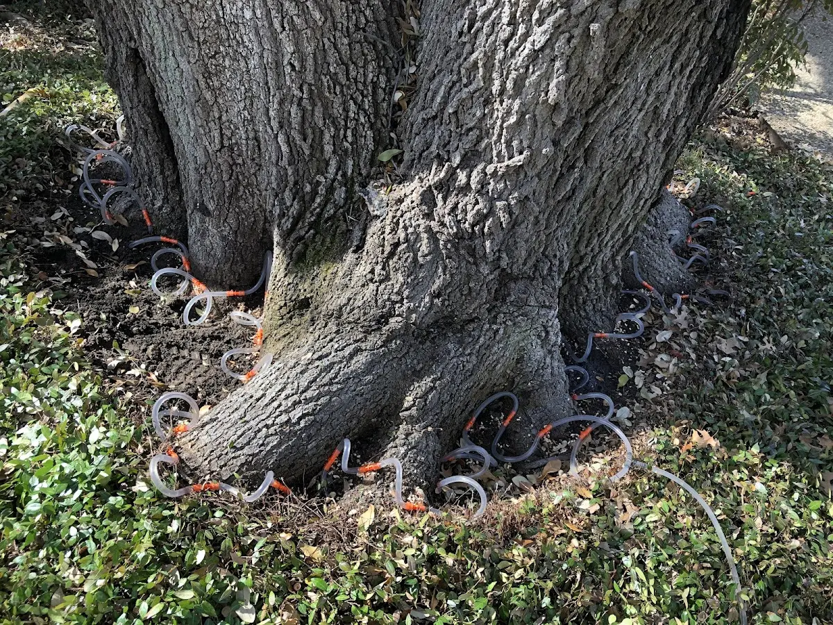 Detailed Tree Cabling and Bracing job site in Pecos
