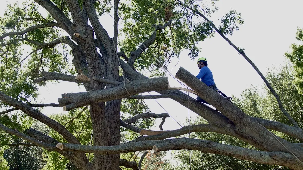 Professional Hazardous Tree Removal performed by certified arborists in Pecos