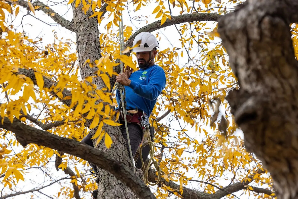 Skilled Tree Planting crew working in Pecos